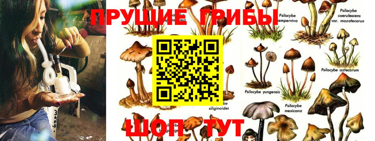 Галлюциногенные грибы Cubensis Пермь